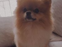 Deckrüde Pomeranian Zwergspitz