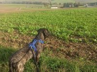 Cane Corso Doggenmischlingswelpe Stromer