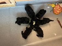 4 süße kleinpudelwelpen zu verkaufen 2x Rüde, 2xWeibchen