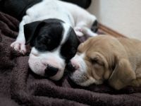 Bulldoggen Mischlingswelpen suchen noch ein Zuhause