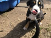 Großer Schweizer Sennenhund Welpen