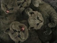 Reinrassige Britische Kurzhaar Kitten