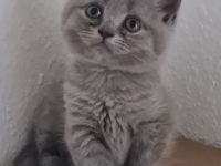 BKH Kitten in liebevolle Hände abzugeben