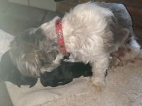 Shih Tzu / Labradoodle