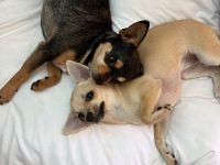 Zwei liebevolle Chihuahua-Hunde suchen ein neues Zuhause!