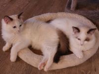 2 Ragdoll Jungs ( M ) suchen ein neues Zuhause ( nur zusammen abzugeben!)