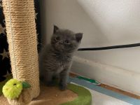 BKH Kitten ab Anfang Oktober