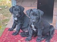 Heideterrier × Deutsch Drahthaarwelpen suchen eine neue Herausforderung