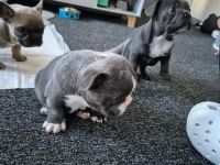 Französische Bulldoggenwelpen SUCHEN IHR DAUERHAFTES ZUHAUSE 😍