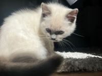 BKH Kater 3,5 Monate jung