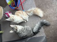 2 Maine Coon  Kater - 9 Monate alt - zsm 620€