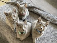 Chartreux – die echten Kartäuser: Kitten und Katze verfügbar