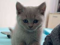 Katzen britisch kurzhaar