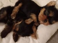 Bildschöne kleine feine Yorkshire Terrier Babys
