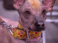 Wayki - ehemaliger Straßenhund aus Peru