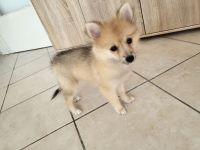 Spitz pomeranian