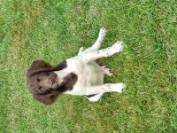 Junghund zu verkaufen, O II Wurf vom Forstweg