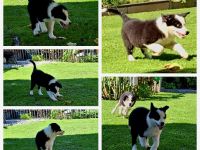 Bordercollie Welpe 3 Monate ab sofort abzugeben