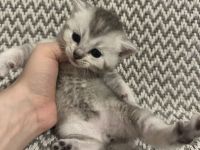 Reinrassige Britisch Kurzhaar Kätzchen