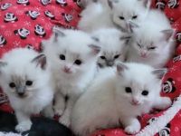 Supersüsse Ragdoll Kitten