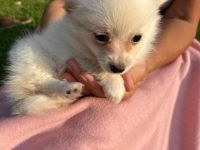 POMCHI Welpen (Pomeranian Zwergspitz x Chihuahua) 12 Wochen