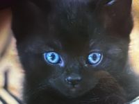 Babykatze mit blauen Augen weiblich zu verkaufen
