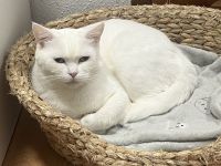 Zaubehafte BKH Kitten zum verlieben