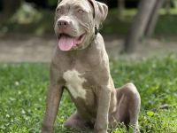 American XL Bully