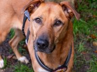 Finja sucht ein aktives Zuhause