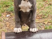 Cane Corso Italiano Saupacker