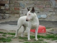 Suche MBT-Deckrüden!