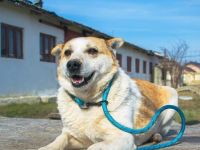 NANUK - sanfter Rüde sucht ein ruhiges Plätzchen