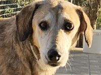 Cleo, geb. ca. 10/2019, lebt in GRIECHENLAND, auf einer privaten Pflegestelle