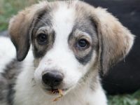 Kora, Lilia, Moila, geb. ca. 05/2024, lebt in GRIECHENLAND, auf einer privaten Pflegestelle