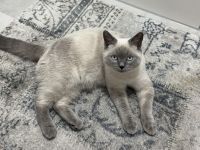 Britisch Kurzhaar Kater