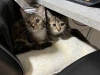 2 Europäische Kurzhaar Mischling Kitten