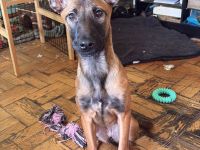 Malinois Rottweiler Hündin sucht ihre Familie