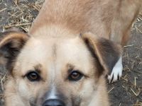 PAULI - zutraulicher Bub sucht eine liebe Familie