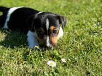 Wunderschöner Jack Russell Welpe sucht zuhause