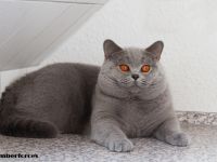 BKH Kater such ein neues Zuhause