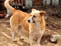 Pitzi, ein kleiner knuffiger kerl, der ein Körbchen sucht