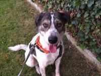 Hübsche Colliemischlingshündin sucht Sofaplätzchen