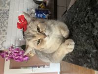 weibliche Britisch Kurzhaar