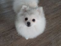 Zwerg Spitz zu verkaufen