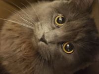 graue BKH zu Verkauf