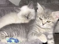 Verspielte bkh Kitte Blue point