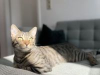 Zuckersüßer Kater abzugeben