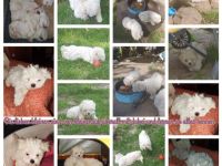 Charmante Malteser Welpen( m/w) aus seriöser Zucht