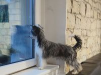 Chinese crested dog powderpuff