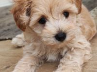 **Schnoodle-Welpen** Herzensbrecher auf vier Pfoten